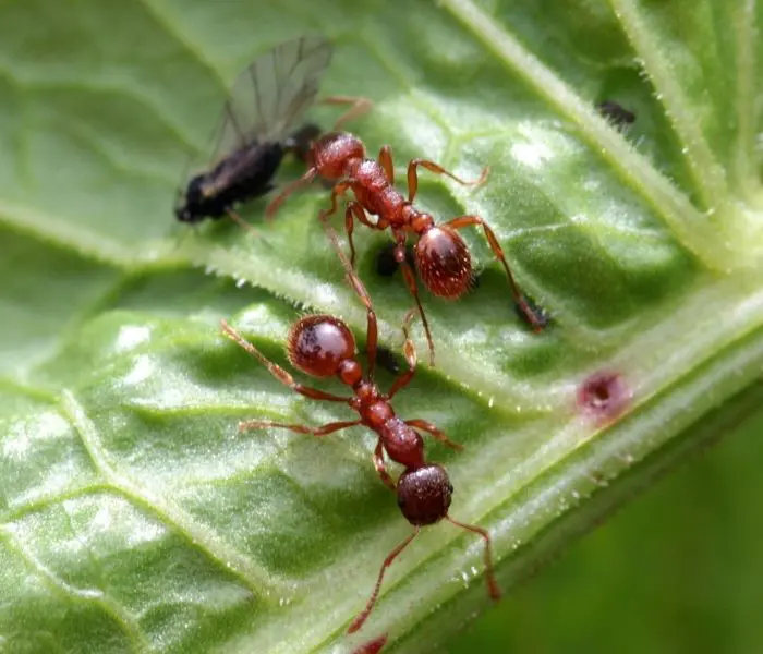 Red garden ants