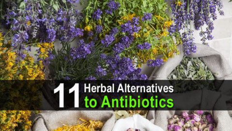 11 herbal alternatives to antibiotics wide 1