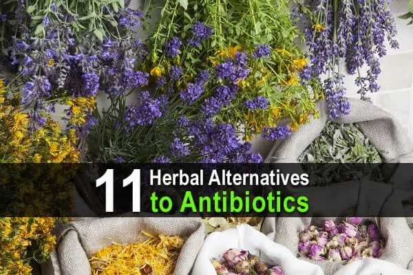 11 herbal alternatives to antibiotics wide 1