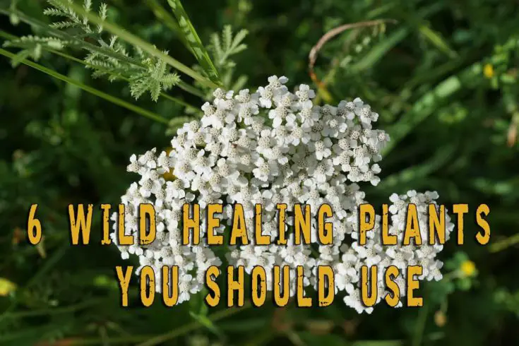 6 wild healing plants you should use
