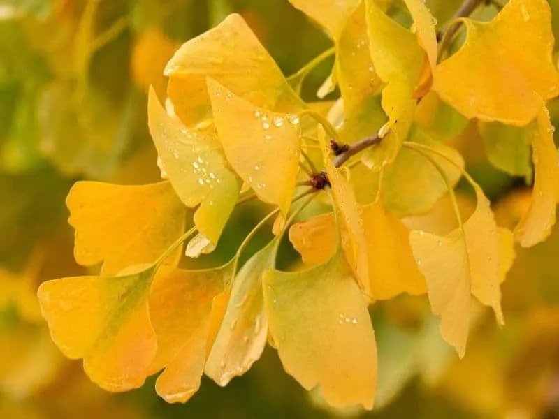 Gingko flowers - yellow