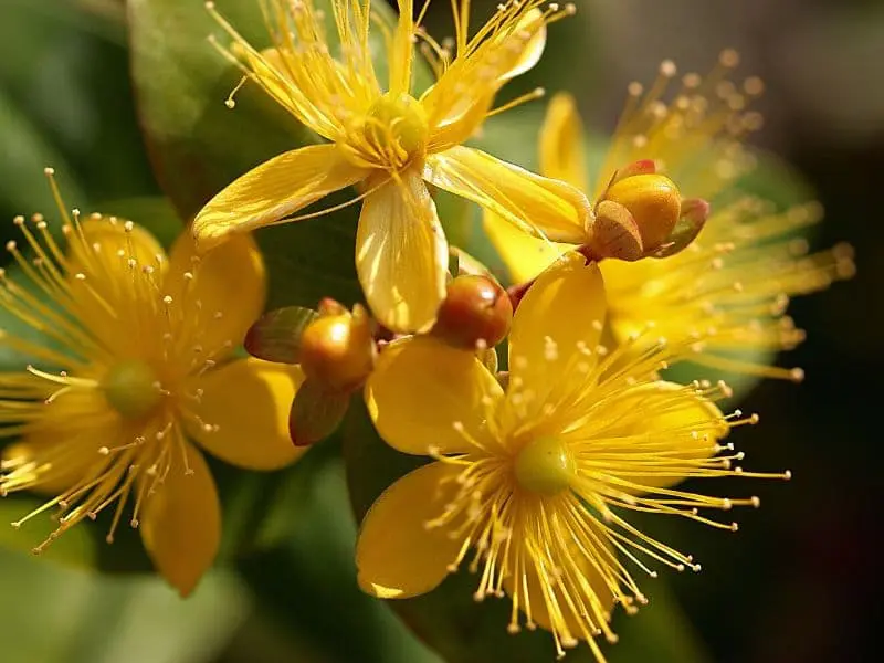 St. John's Wort flowers