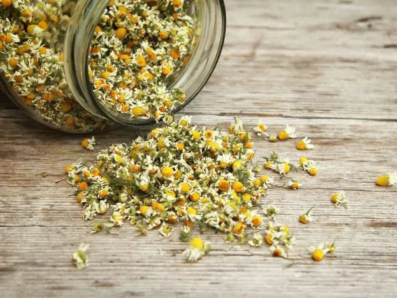 Dried chamomile flowers