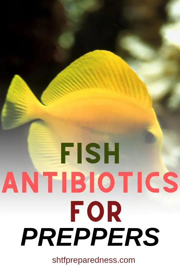 Fish Antibiotics - Would You Use Them? 5 Fish antibiotics could save a loved one's life in a disaster situation, but read up on the subject so you know the dangers too. #shtf #preparedness #survival #antibiotics #fishantibiotics