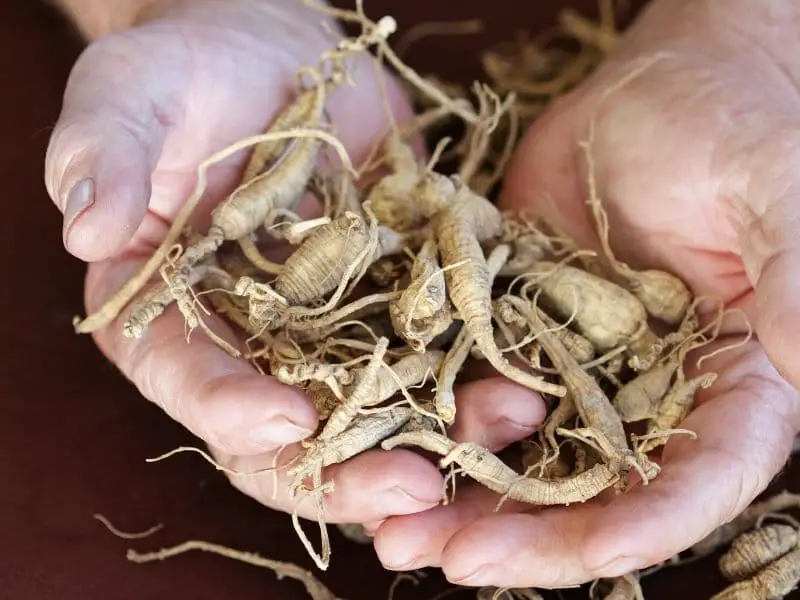 Powerful Plant Remedies You Can Use Today 11 Hands holding Ginseng roots