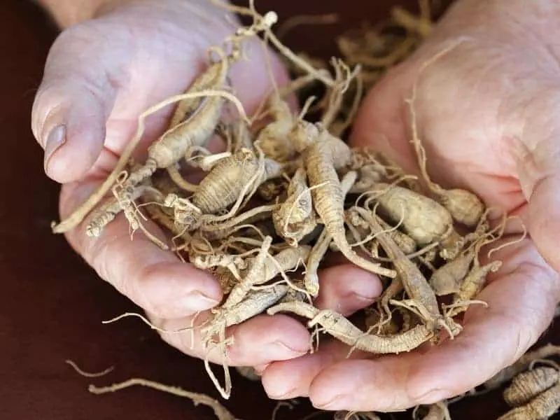 Hands holding Ginseng roots