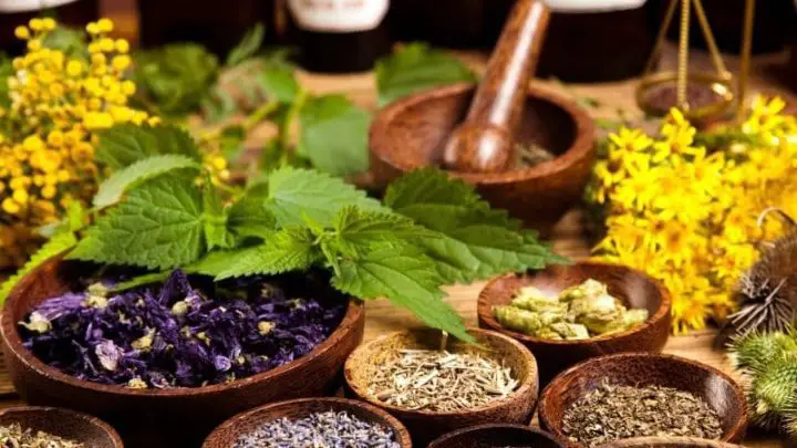 Powerful Plant Remedies You Can Use Today