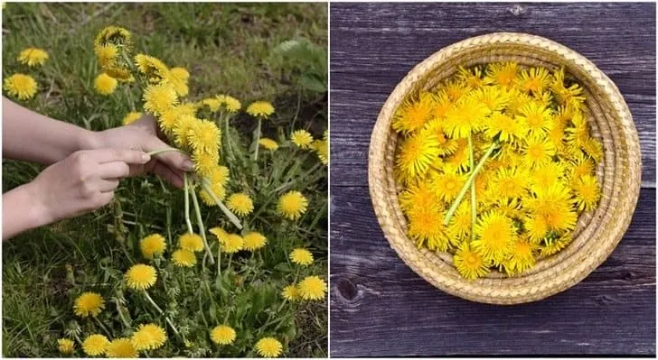 picking dandelions collage 1
