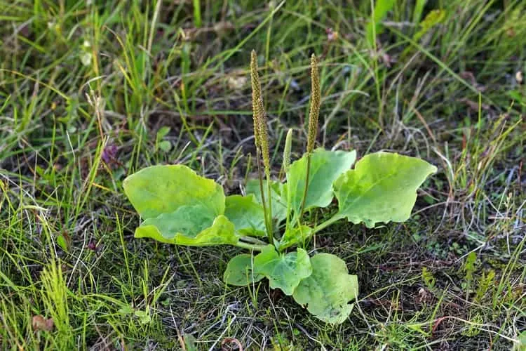 Used as a tea, poultice, salve, tincture, or paste, plantain should have a home in your post-SHTF toolbox for use in home remedies for a tooth infection as well as medicine for other issues.