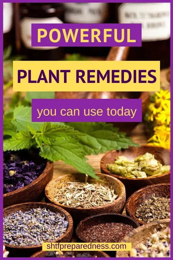 Powerful plant remedies for every day use. #naturalremedies #plantremedies #natural #survival #prepping #shtf