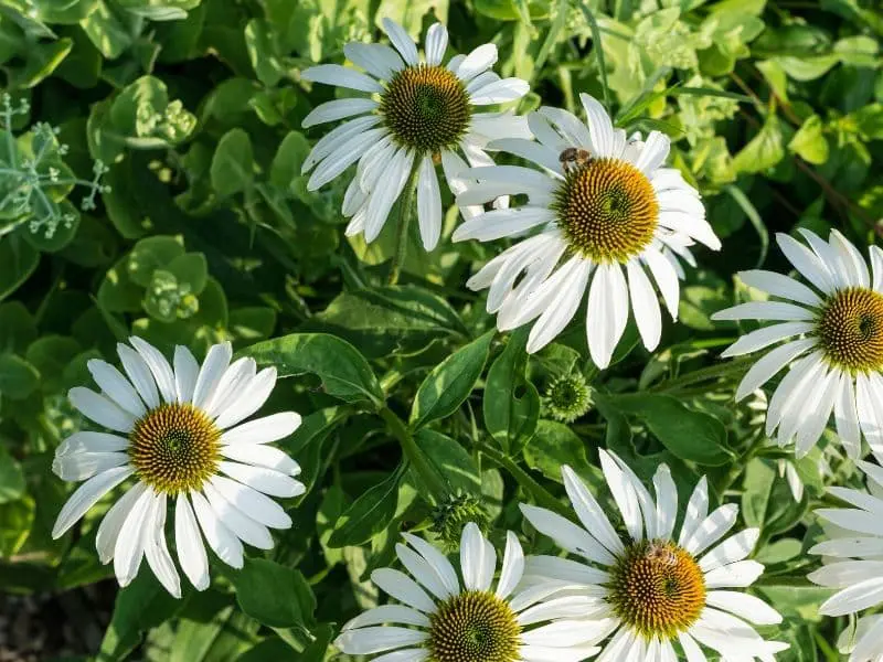 White echinacea flowers