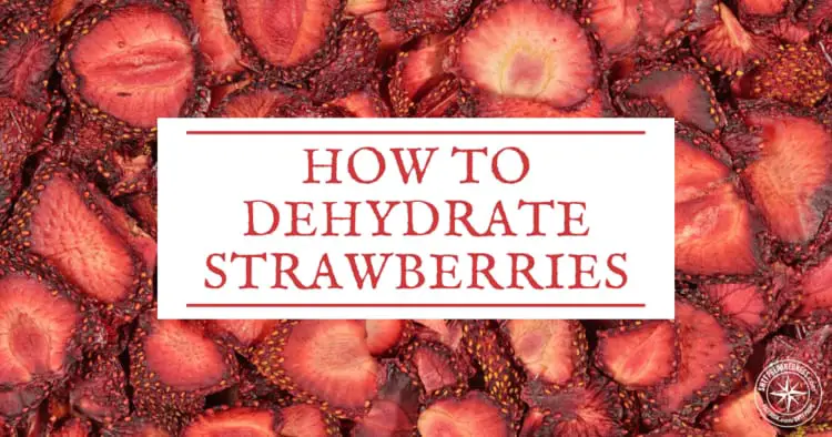 Learning how to dehydrate your own homegrown strawberries is fun and a great way to preserve fresh food. These can also be stored for the long term.