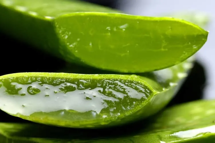 Aloe Vera is the quintessential home remedy for burns, including sunburn.