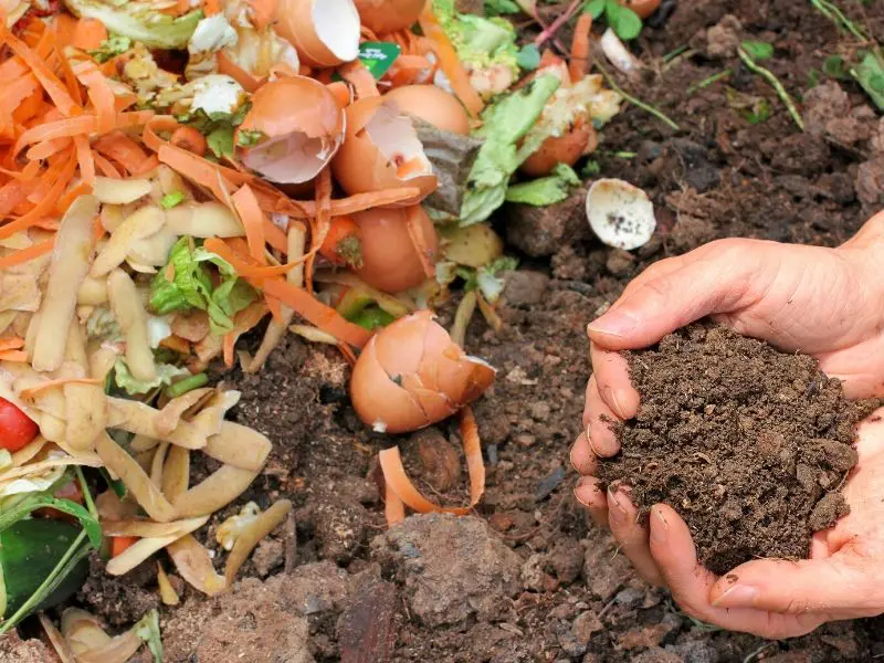 Hands holding some fresh compost next to a pile of kitchen scraps