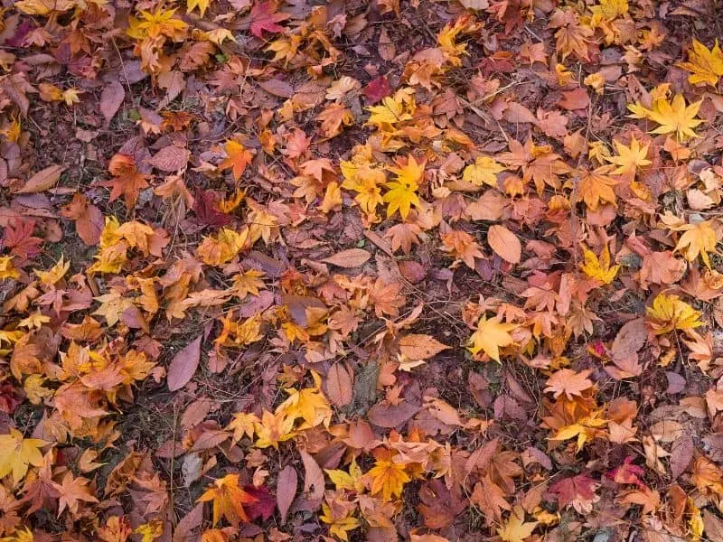 Leaves provide good nutrients for compost but they take a while to decompose.