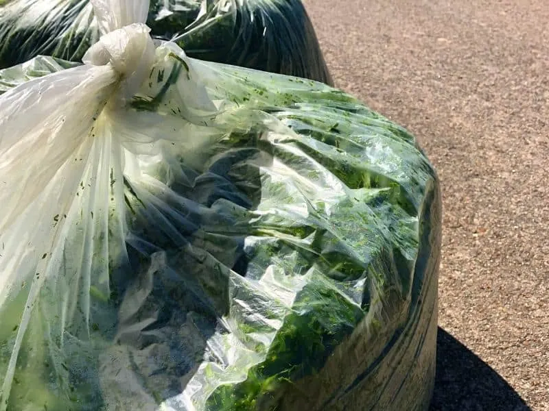 Grass clippings provide a good deal of nitrogen to your composting pile