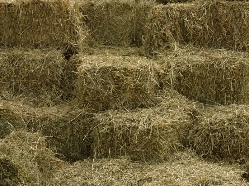 Hay is a great source of nutrients for your compost pile