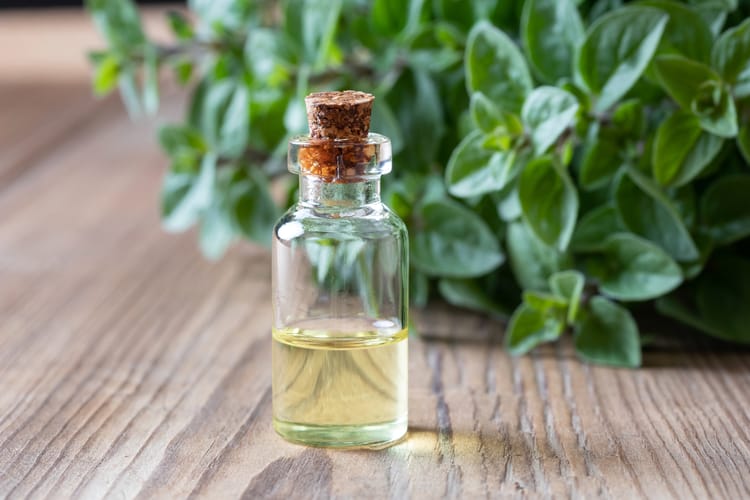 Oregano essential oil used for healing home remedies for cold and flu