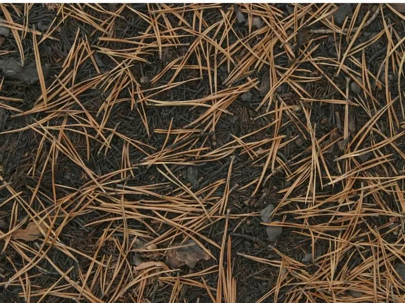 Dry pine needles
