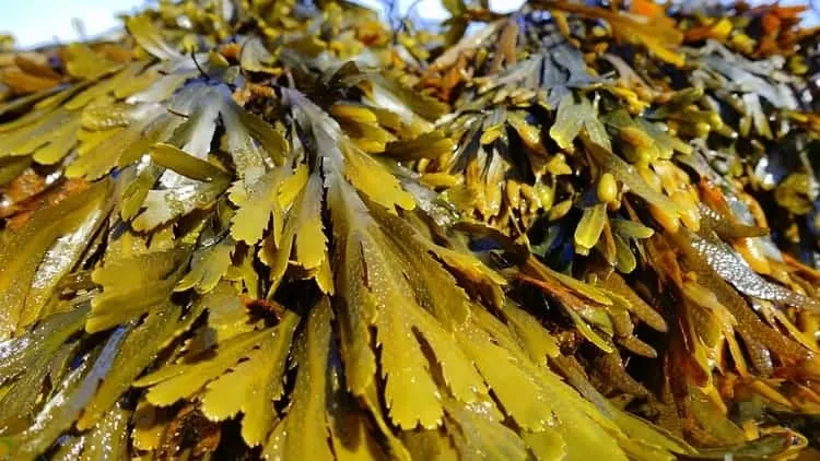 Seaweed is a great material for the compost because it decomposes easily and contains a ton of nutrients