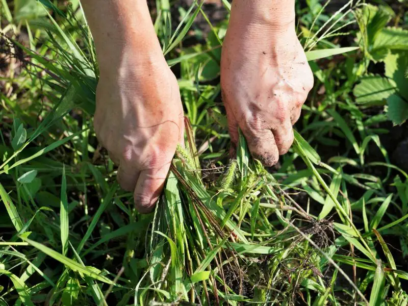 Weeds are a great source of organic ingredients if you use them correctly in your compost pile.
