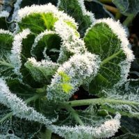 Frosted kale
