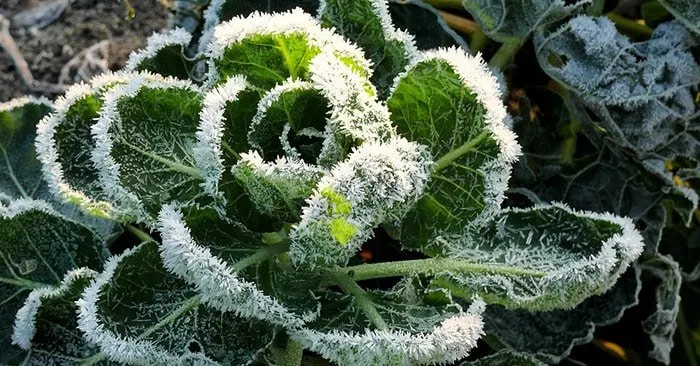 Frosted kale