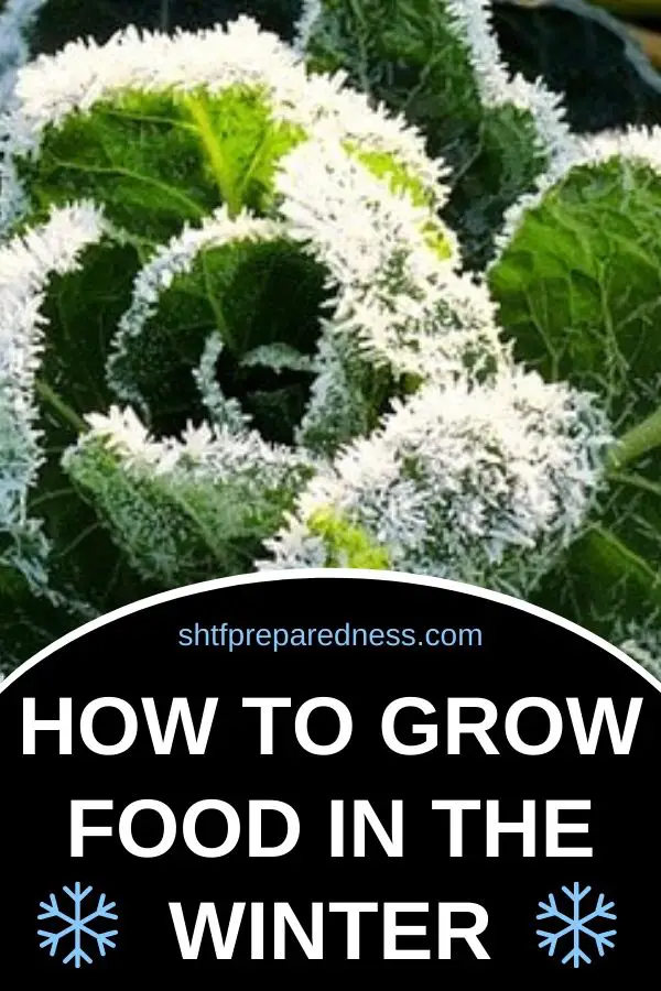 Learning how to grow food in the winter will give you and your family fresh veggies and herbs to enjoy even in the cold season. #wintergarden #gardening #greenhouse #coldtunnel #organic