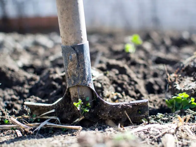 Old garden shovel