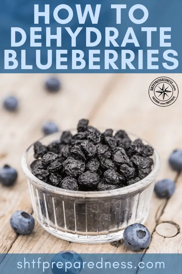 Knowing how to dehydrate blueberries provides you with a tasty snack, a long term food storage option, and the amazing health benefits of blueberries!