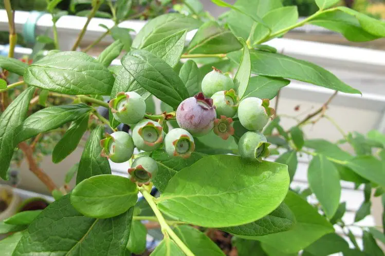 growing a blueberry bush in a home garden