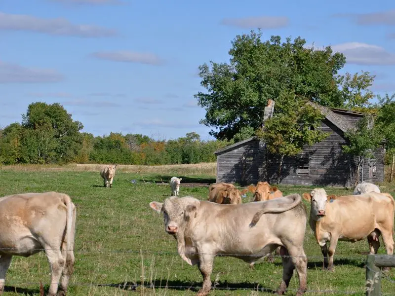 Cows on the homestead