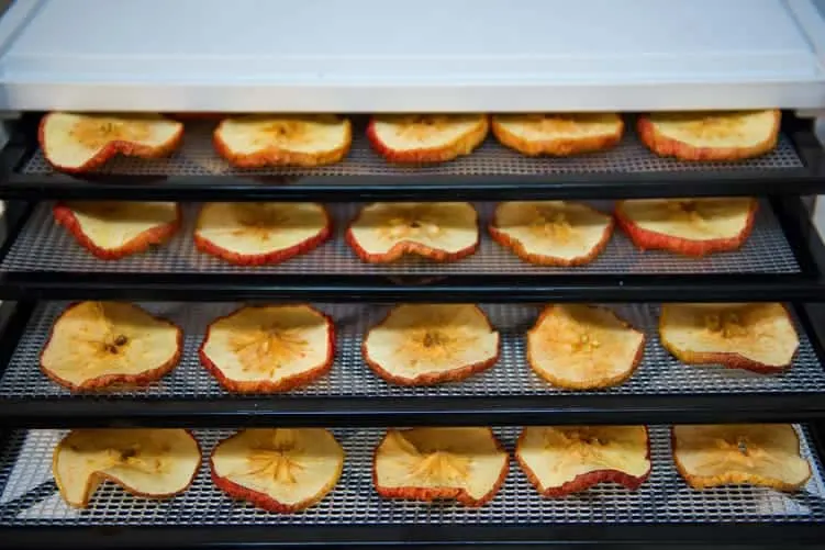 dehydrated apple slices in dehydrator