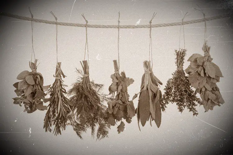 old photo of herbs hanging on a line to dehydrate