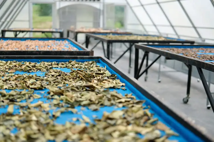 dehydrating food using the solar power of the sun