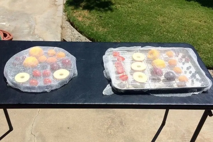 fruit trays set out in the sun to dehydrate