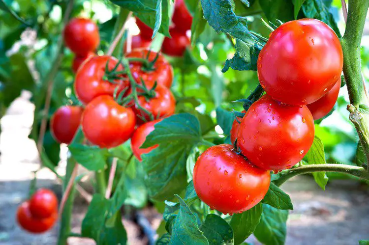 tomatoes on the vine