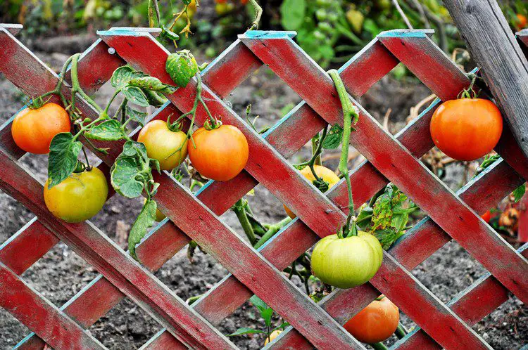 growing tomatoes on a trellis