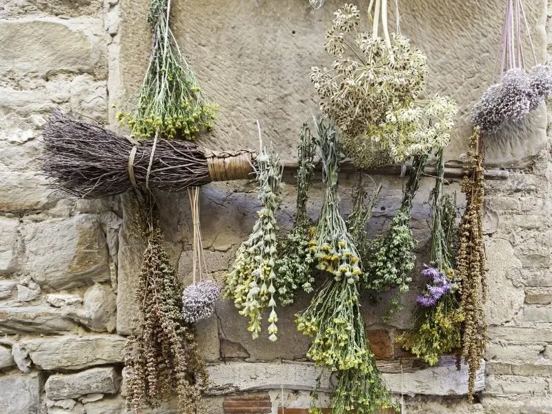 Herb bunches hung out to air dry