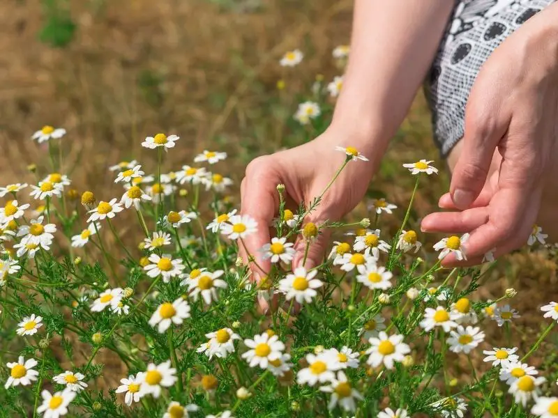 Woman harvesting chamomile flowers