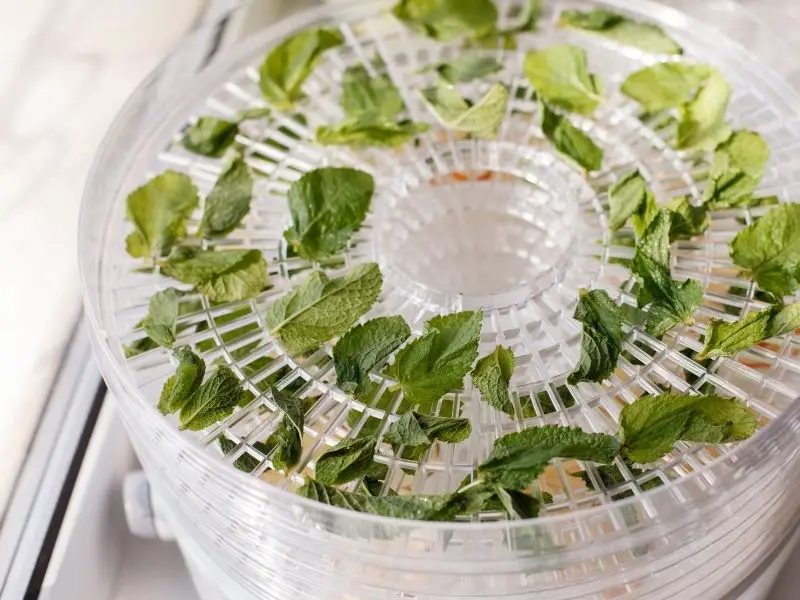 Mint leaves drying up in the dehydrator