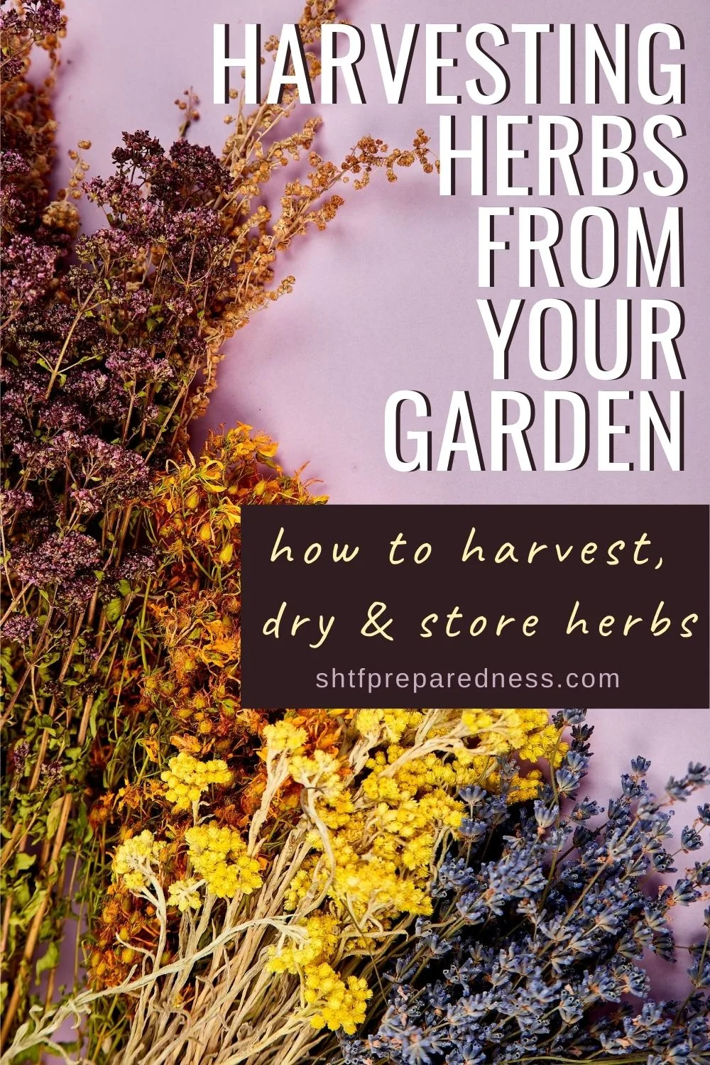 Harvesting herbs from your garden - Pinterest image