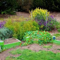 Herbs garden