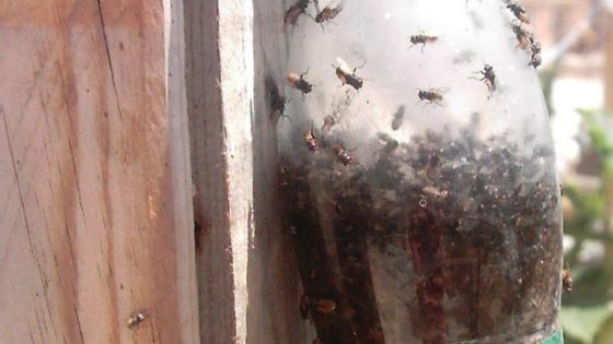 Are flies driving you crazy this year? They seem to be out of contro in my area! Get them under control with this old school fly trap.