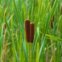 flowers used for cattail recipes