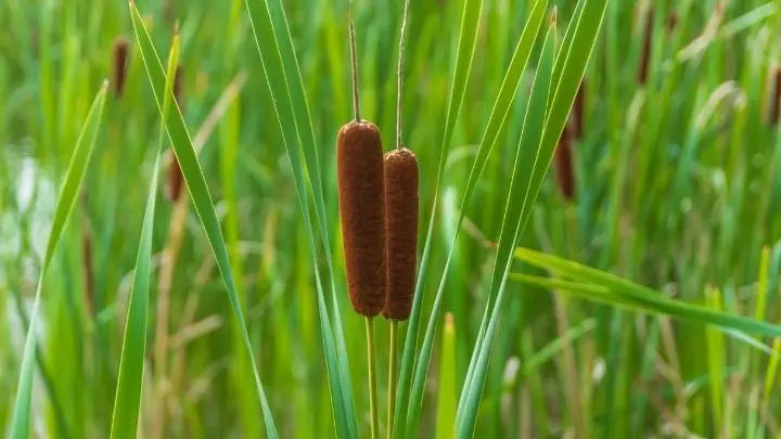 Easy Cattail Recipe Guide: Pancakes, Biscuits, and Salad