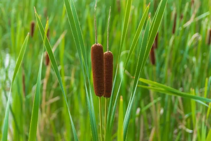 flowers used for cattail recipes