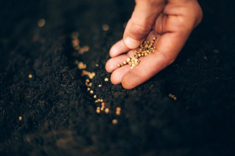 placing survival seeds in the soil