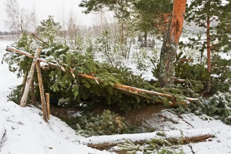 winter survival shelter made from pine boughs