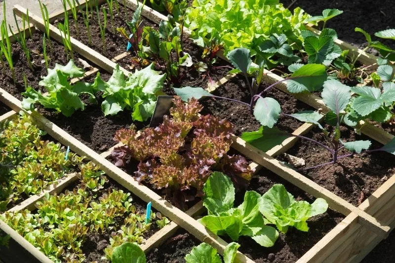 vegetable garden and cold container